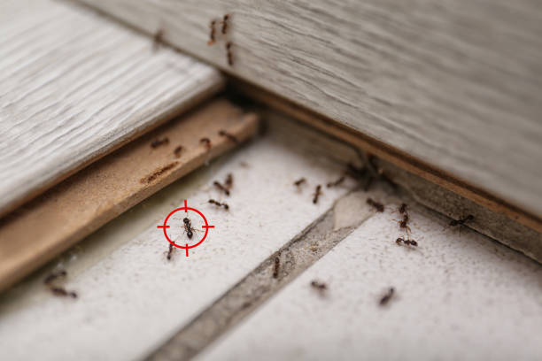 Best Bed Bug Extermination  in Ponderay, ID