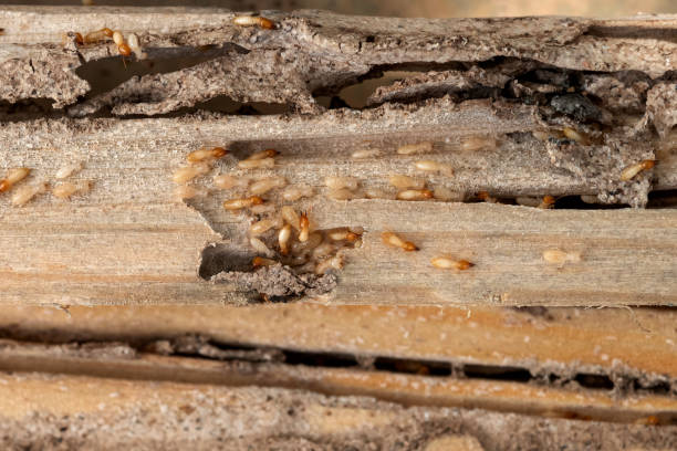 Flea Control Services in Ponderay, ID