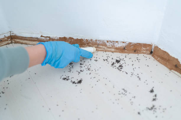 Best Local Pest Control Services  in Ponderay, ID